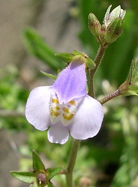 Mazus pumilus