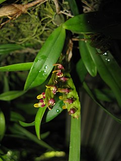 <i>Bulbophyllum <span style="font-style:normal;">sect.</span> Megaclinium</i> Section of flowering plants