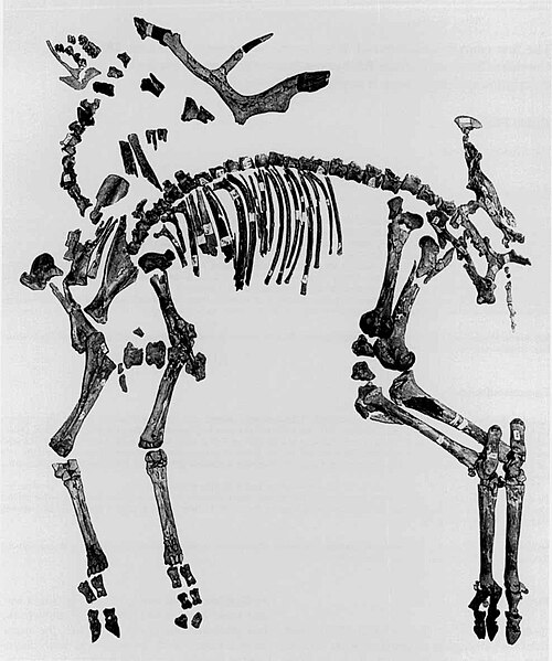 File:Megaloceros verticornis.jpg