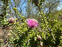 Melaleuca amydra