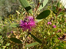 Melaleuca conothamnoides (yapraklar, çiçekler) .JPG