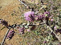 Melaleuca spicigera