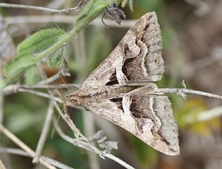 <i>Melipotis cellaris</i> Species of moth