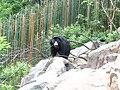 Image:Melursus ursinus at National Zoo2.JPG