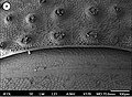 Mesoniscus graniger tubercles.jpg