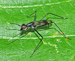 Mikropezidae - Rainieria calceata.JPG