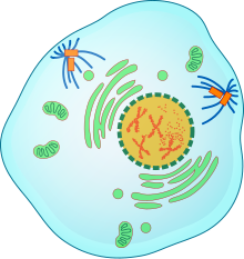 Mitotic Prophase.svg