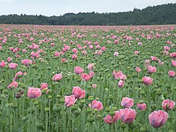 Papaver somniferum