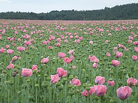 Papaver somniferum