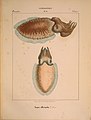 Mollusques méditeranéens (!) (6263522973).jpg
