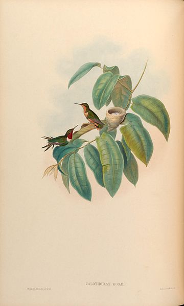 Colibri de Jourdan