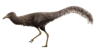 Life restoration of Mononykus