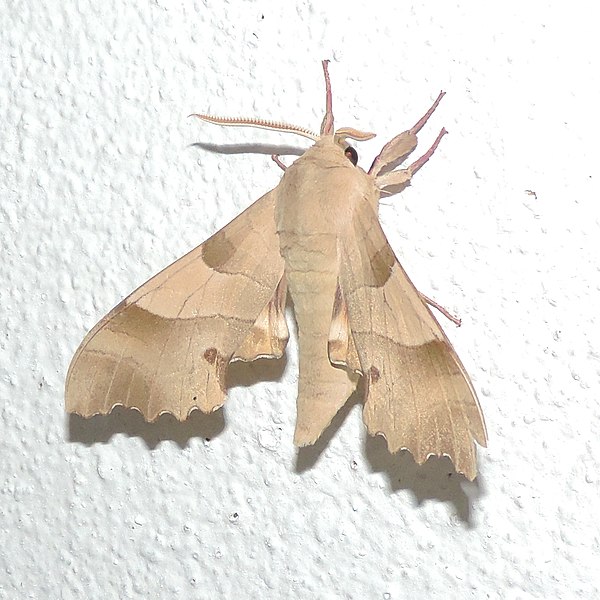 File:Moth 0091.jpg