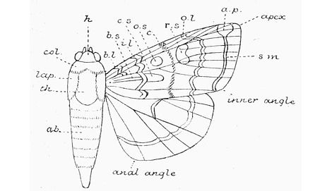 Fig. 5. Wings and Body of a Moth.h. Head; th. Thorax; col. Collar; lap. Lappet; ab. Abdomen. b.l. basal line; b.s. basal streak; i.l. inner line; c.s. claviform stigma; o.s. orbicular stigma; c. central shade; r.s. reniform stigma; o.l. outer line; a.p. apical patch; s.m. submarginal line.