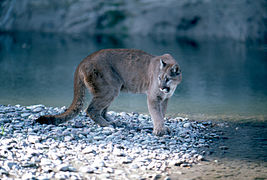Un puma, dans le Wyoming. Le puma est également appelé couguar, ou lion des montagnes.