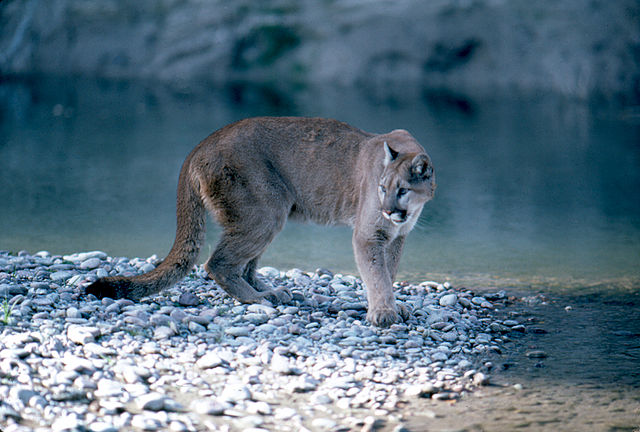 File:Mountain_Lion_in_Grand_Teton_National_Park.jpg