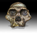 Thumbnail for Australopithecus