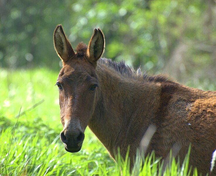 File:Mule Brasil.jpg