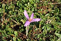 Colchicum autumnale