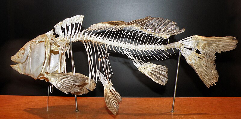 File:Muzeum Ewolucji PAN - szkielet karpia (Common carp, Cyprinus carpio).JPG