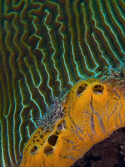 Mycale laevis (Orange Icing Sponge) growing under a hard coral.jpg