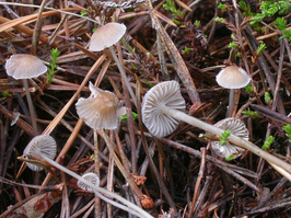 Palingsteelmycena