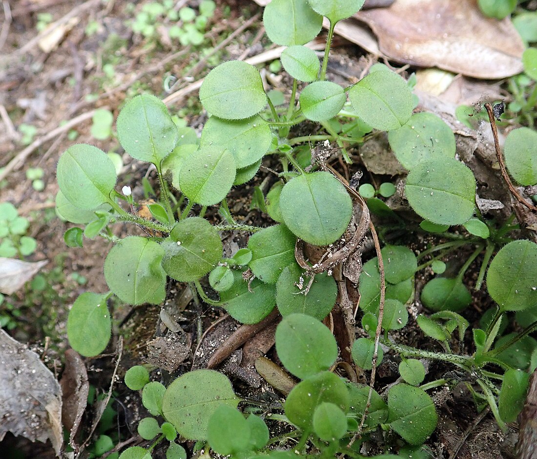 Myosotis spatulata