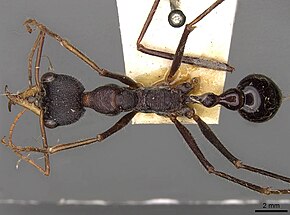 Kuvan kuvaus Myrmecia arnoldi 082014 casent0914017 d 1 high.jpg.