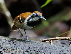 ♀ Myrmeciza ferruginea