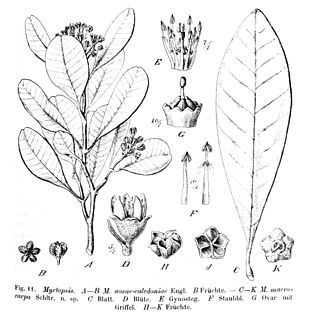 <i>Myrtopsis</i> Genus of shrubs