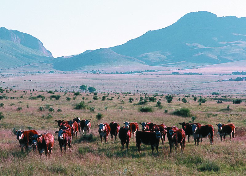 File:NRCSAZ84004 - Arizona (501)(NRCS Photo Gallery).jpg