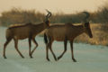 Namibie Etosha Kudu 02.JPG