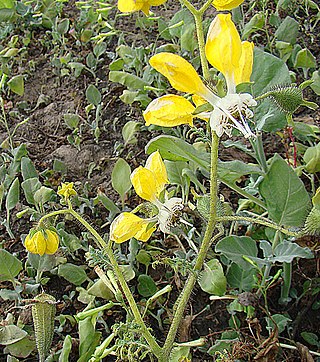 <i>Nasa</i> (plant) Genus of flowering plants