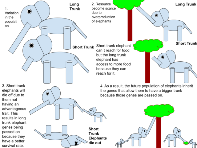 File:Natural Selection with Elephant Trunk Size.png - Wikimedia Commons