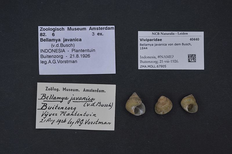 File:Naturalis Biodiversity Center - ZMA.MOLL.67905 - Bellamya javanica von dem Busch, 1844 - Viviparidae - Mollusc shell.jpeg