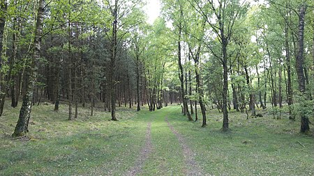 Naturschutzgebiet Brachter Wald 4