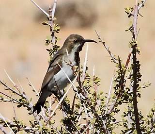 <span class="mw-page-title-main">Dusky sunbird</span> Species of bird