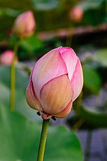 غنچه در حال باز شدن گل Nelumbo