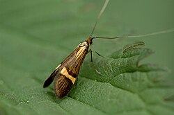 Nemophora degeerella 20050611-004-moth.jpg