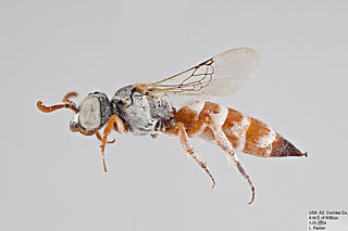 <i>Neolarra verbesinae</i> Species of bee