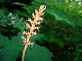 Neottia acuminata