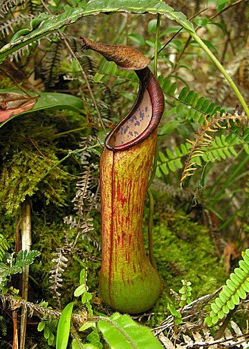 Nepenthes saranganiensis