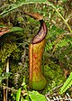 Nepenthes kitanglad upper pitcher.jpg