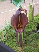 Nepenthes robcantleyi