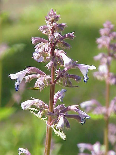 File:Nepeta grandiflora1.jpg