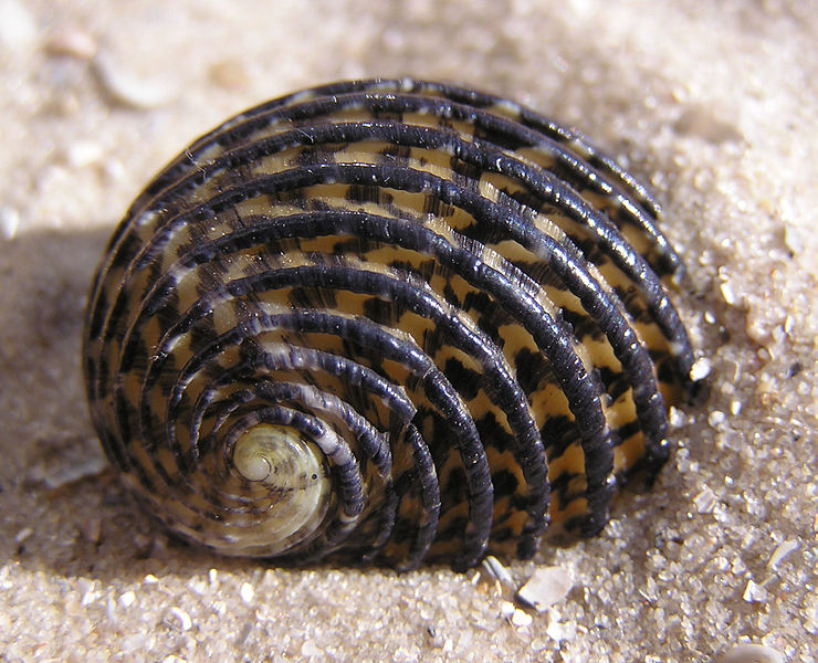 File:Nerita exuvia shell.jpg