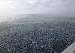 By-the-wind sailors Velella sp. covering the ocean's surface Neuston on the ocean's surface.png