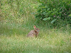 New England cottontail.jpg