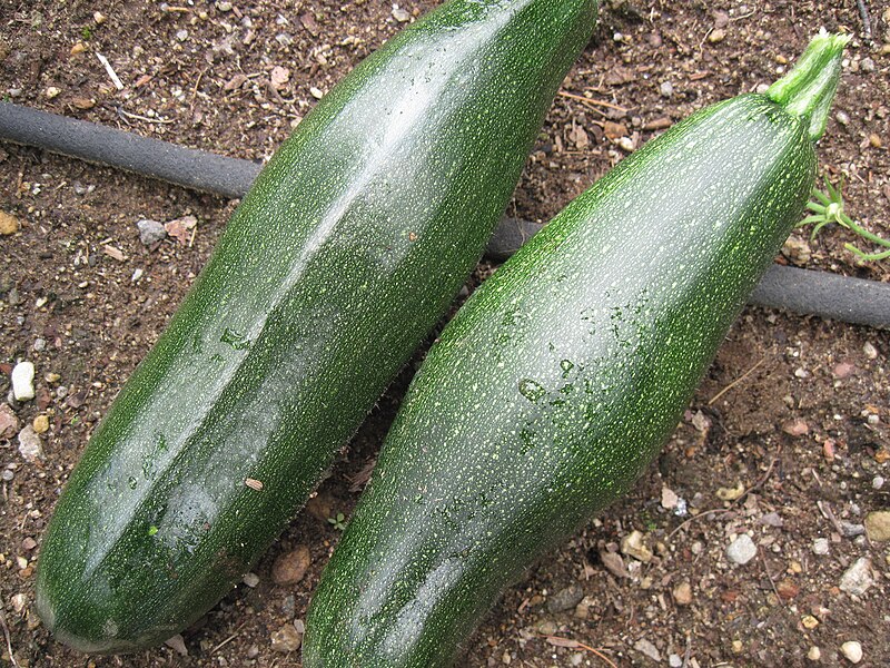 File:New hampshire zukes.JPG