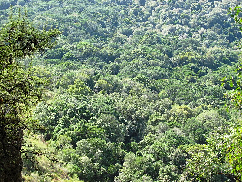 File:Newlands Indigenous Forest viewed from Table Mountain - Cape Town 2.jpg